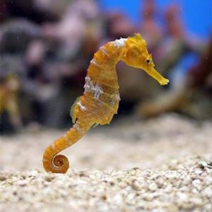 tank raised sea horse