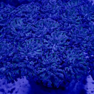 Hammer Colony 25+ heads