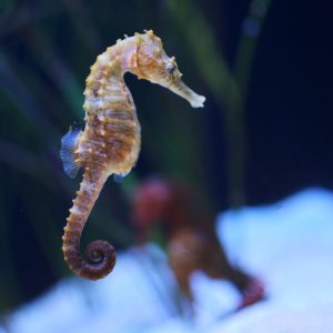 wild sea horse