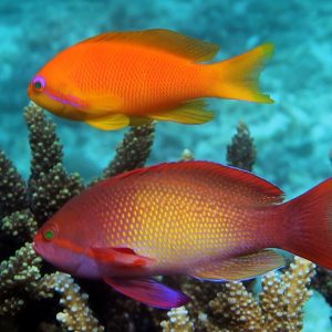 Squamipinnis Anthias