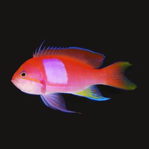 square anthias