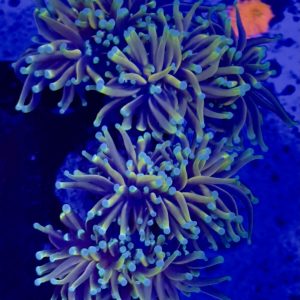 Indo Gold Torch Colony