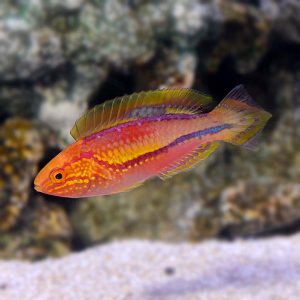 Pintail Wrasse
