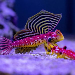 red dragonet goby