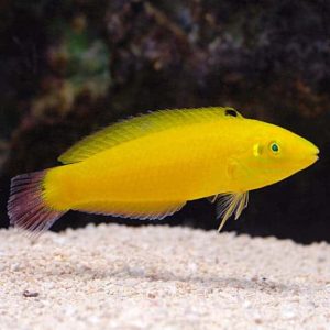 yellow choris wrasse