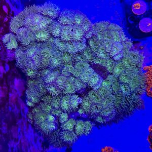 XXL Dunkin Coral (150+ heads)