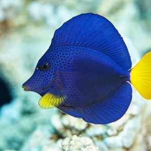 purple tang