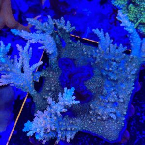 High End Acro (Frags Availible)