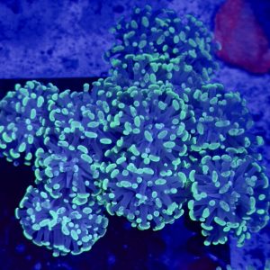 Hammer Colony 15+ heads