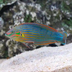Melanurus wrasse