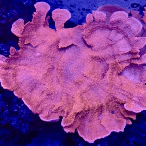 XL Plating Monti-cap