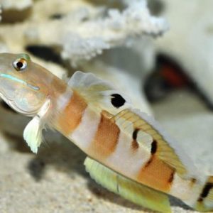 Tiger Goby