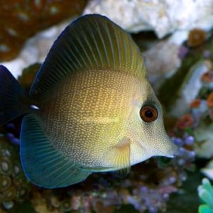 scopas tang