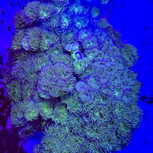 XL Dunkin Coral (100+ heads)