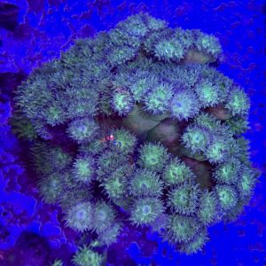 XL Dunkin Coral (100+ heads)