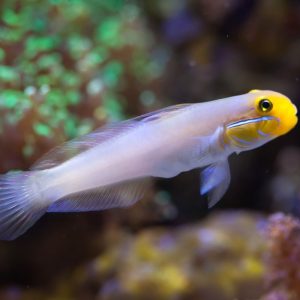 Gold head sleeper goby