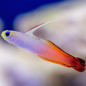 red firefish goby