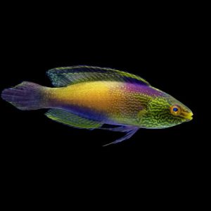 Rhomboid wrasse