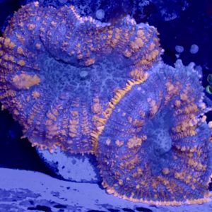 Orange Rhodactis Mushrooms